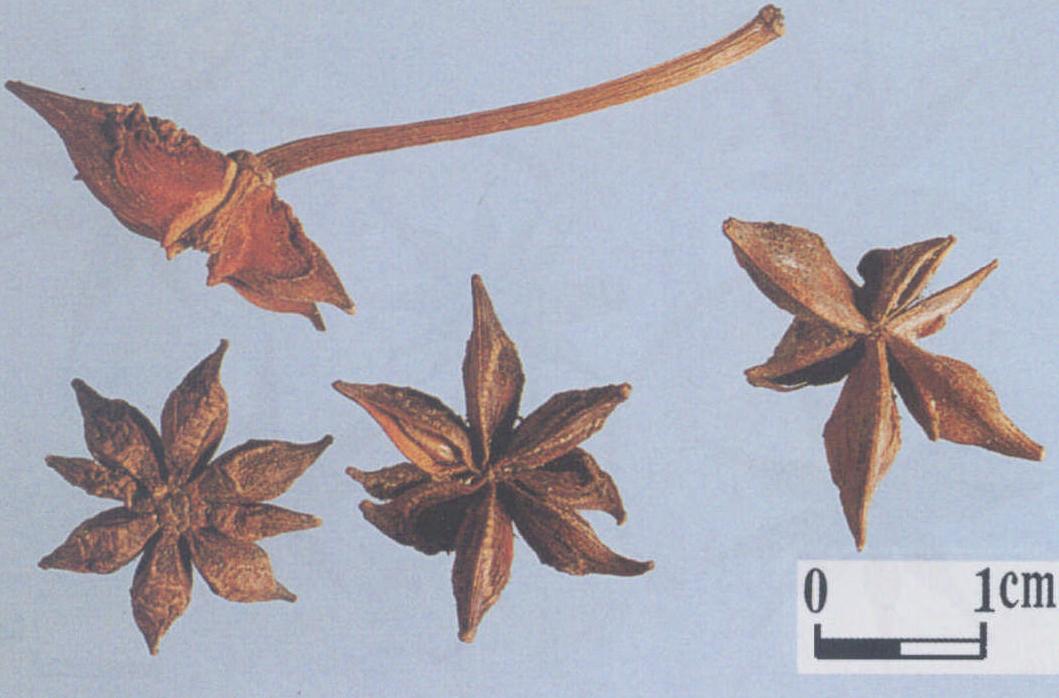 多蕊红茴香